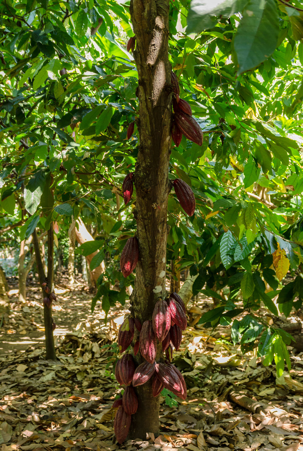 Kakaobaum auf Kakaoplantage